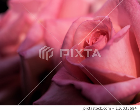 "Princess Aiko" is a beautiful pink rose that bloomed in May. 116033684