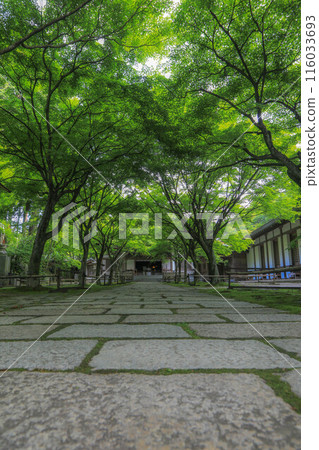 五山觀音寺的藍色楓葉 116033693