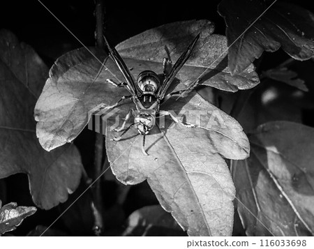 A wasp on a leaf - if you see one, run away! A wasp on a leaf - if you see one, run away! 116033698