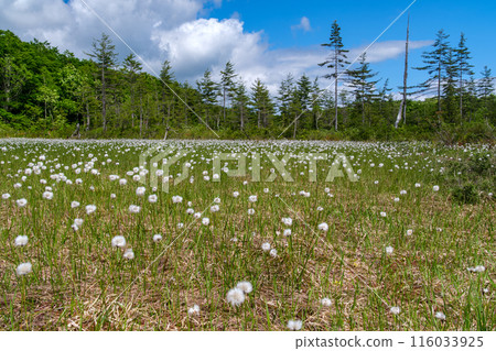 Cotton grass and mountain ranges 116033925