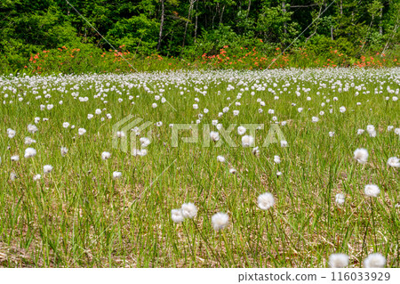 閃亮的絨毛 116033929