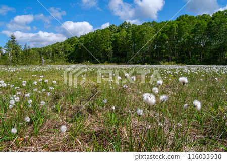 棉花草和森林 116033930