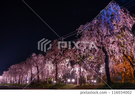 Spring in Kitakata, Fukushima Prefecture: Nicchu Line weeping cherry trees lined with cherry blossoms lit up at night Spring in Kitakata, Fukushima Prefecture: Nicchu Line weeping cherry trees lined with cherry blossoms lit up at night 116034002