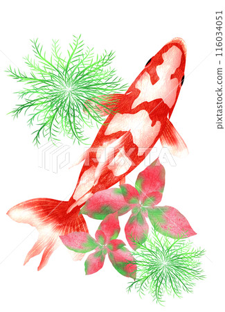 日本金魚和水草的清涼夏日插畫 日本金魚和水草的清涼夏日插畫 116034051