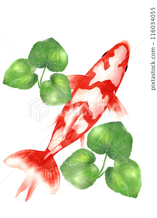 上圖為日本金魚及水生植物 116034055