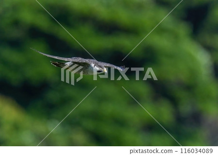 Peregrine Falcon flying calmly against a green background (adult) Peregrine Falcon flying calmly against a green background (adult) 116034089