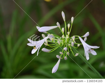 White agavanthus that blooms in early summer with a refreshing cool feeling White agavanthus that blooms in early summer with a refreshing cool feeling 116034183