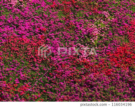 霧島杜鵑花花馬賽克 霧島杜鵑花花馬賽克 116034196