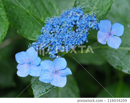Hydrangea wet in the rain 116034209