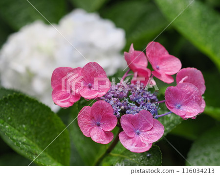 Hydrangea wet in the rain Hydrangea wet in the rain 116034213