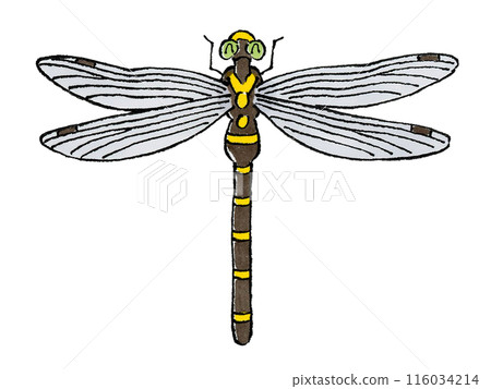 Happy dragonfly 116034214