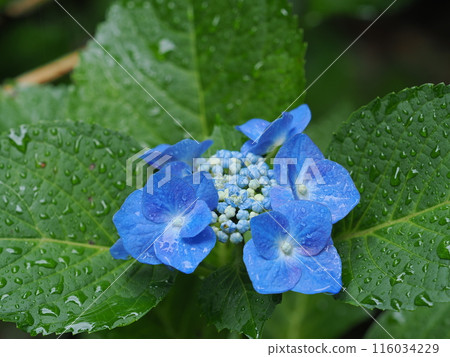 Hydrangea wet in the rain Hydrangea wet in the rain 116034229