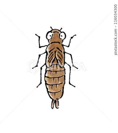 蜻蜓幼蟲 116034300