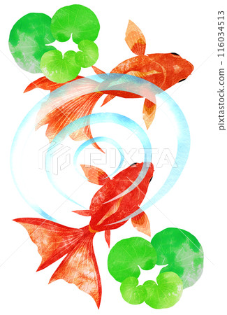 Top view of goldfish swimming happily among aquatic plants 116034513