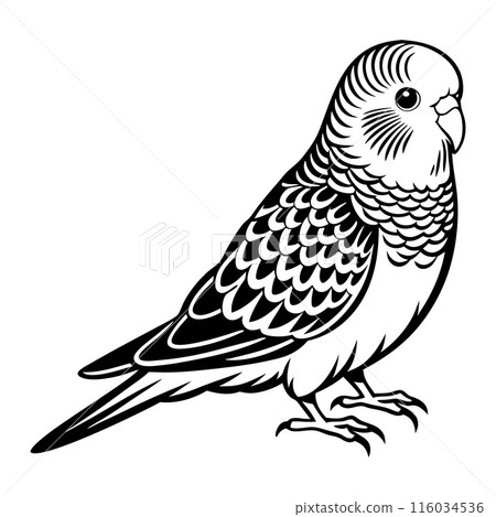 A black and white bird with a white head and a black body A black and white bird with a white head and a black body 116034536