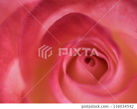 A beautiful pink rose flower "Gemini" blooming in May A beautiful pink rose flower "Gemini" blooming in May 116034542