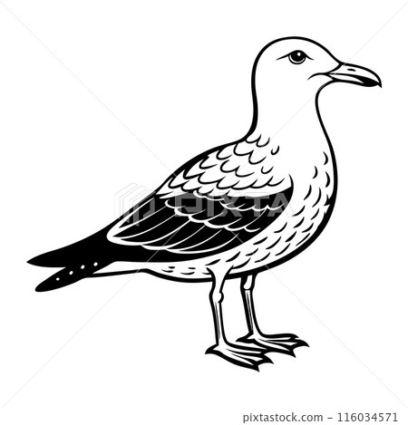 A black and white drawing of a seagull 116034571