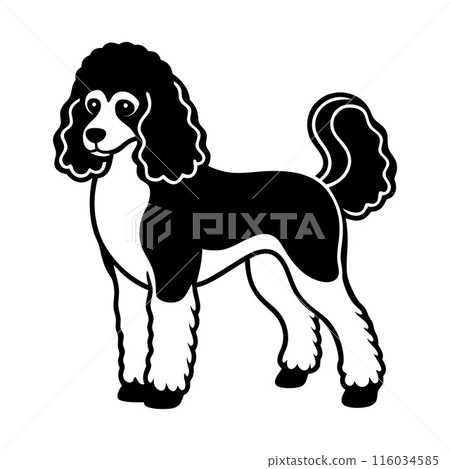 A black and white poodle dog with a white spot on its head A black and white poodle dog with a white spot on its head 116034585