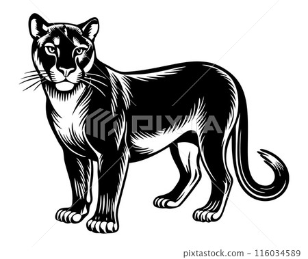 A black panther stands in front of a white background A black panther stands in front of a white background 116034589