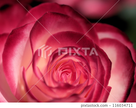 美麗的粉紅色玫瑰花“Jubilee du Prince de Monaco”五月盛開 美麗的粉紅色玫瑰花“Jubilee du Prince de Monaco”五月盛開 116034711