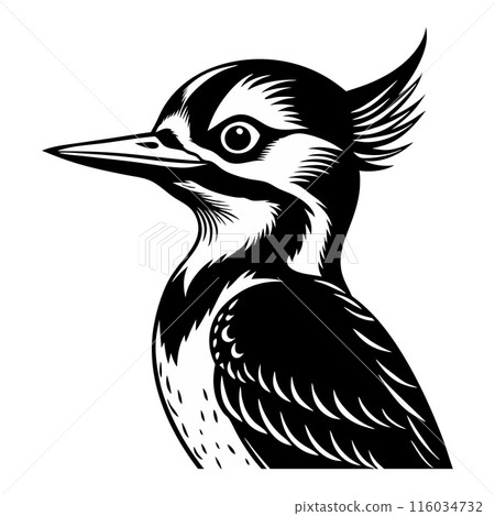 A black and white bird with a pointed beak and a feathery crest on its head A black and white bird with a pointed beak and a feathery crest on its head 116034732