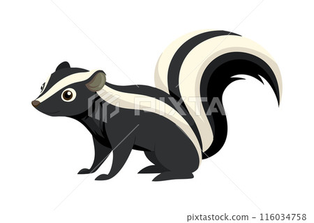 A black and white striped skunk is sitting on a white background A black and white striped skunk is sitting on a white background 116034758