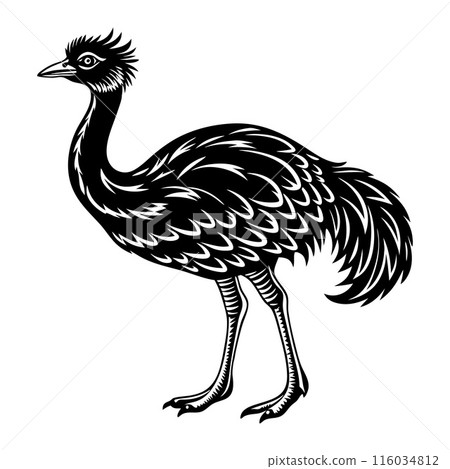 A black ostrich with a long neck and a large head A black ostrich with a long neck and a large head 116034812