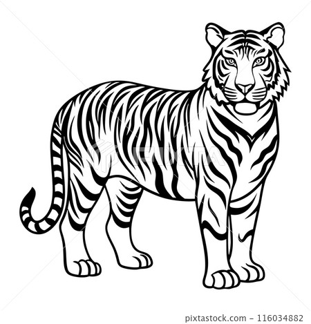 A black and white tiger standing in front of a white background A black and white tiger standing in front of a white background 116034882