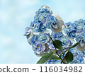 Diamond-shaped white and light blue hydrangeas 116034982