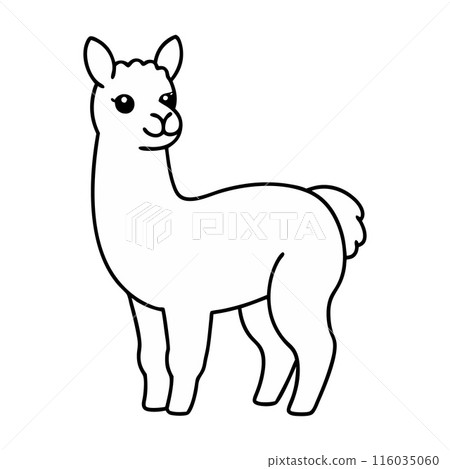 A cute, white llama with a black nose and black ears stands in a field A cute, white llama with a black nose and black ears stands in a field 116035060