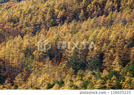從奧道部笠取山看到的落葉松黃葉 116035235
