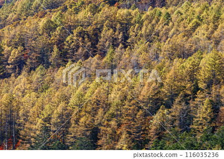 從奧道部笠取山看到的落葉松黃葉 116035236