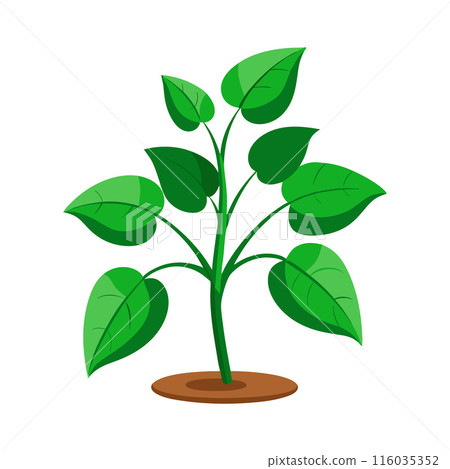 Illustration of a fresh green plant with multiple leaves growing from the soil on white background 116035352