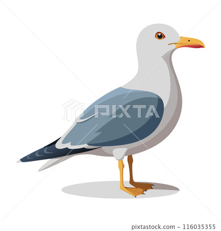 Detailed illustration of a seagull standing on a white background 116035355