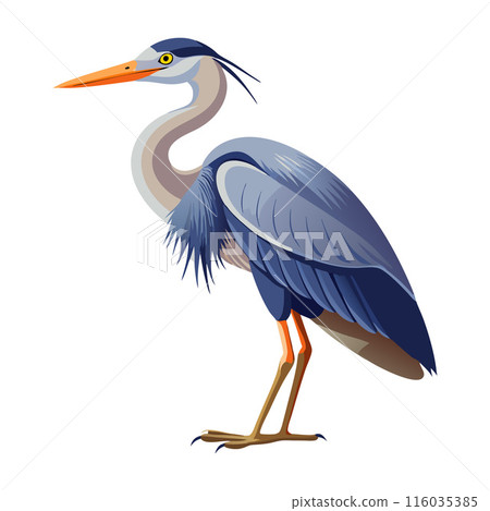 Illustration of a blue heron standing against a white background Illustration of a blue heron standing against a white background 116035385