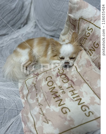 Chihuahua sleeping cutely on the sofa 116035484