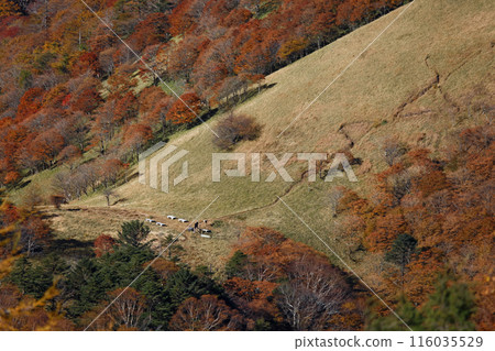 Autumn leaves at Karatoge Pass as seen from Mt. Kasatori in Okuchichibu Autumn leaves at Karatoge Pass as seen from Mt. Kasatori in Okuchichibu 116035529