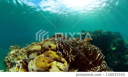 Coral garden with underwater vibrant fish. Tropical fish and coral reef, underwater seascape. Coral garden with underwater vibrant fish. Tropical fish and coral reef, underwater seascape. 116035543