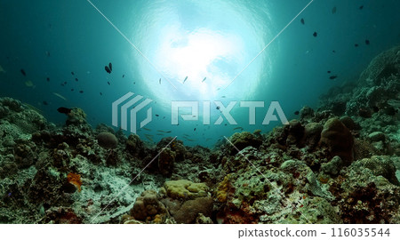Tropical fish and coral reef. Ocean coral reef underwater. Tropical fish and coral reef. Ocean coral reef underwater. 116035544