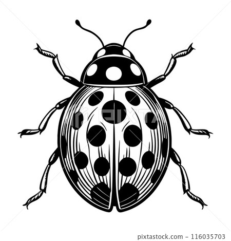 A black and white drawing of a ladybug with many dots on its back 116035703