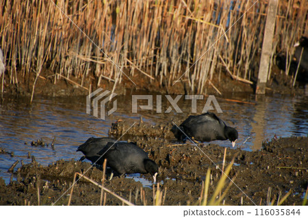 薩納魯湖的野鳥 - 庫特 116035844