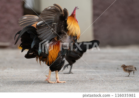 Rooster is standing on the floor and moving the wing.Selective focus. 116035981