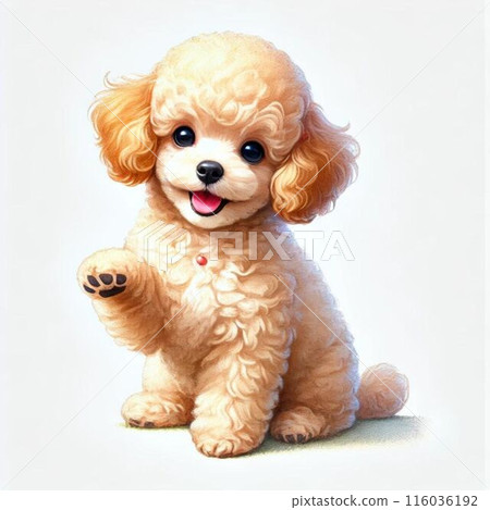 A sitting toy poodle staring A sitting toy poodle staring 116036192