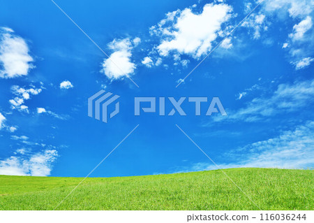 Refreshing summer blue sky and fresh green meadow landscape 116036244