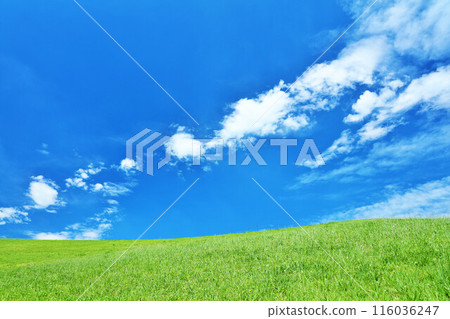 清爽的夏日藍天和清新的綠色草甸景觀 116036247
