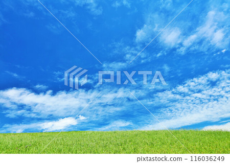 清爽的夏日藍天和清新的綠色草甸景觀 清爽的夏日藍天和清新的綠色草甸景觀 116036249