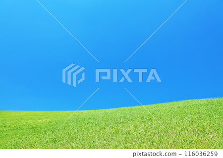 Refreshing summer blue sky and fresh green meadow landscape Refreshing summer blue sky and fresh green meadow landscape 116036259