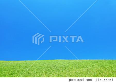 Refreshing summer blue sky and fresh green meadow landscape 116036261
