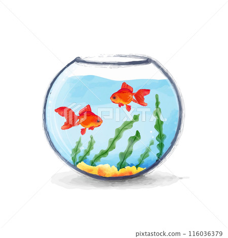 魚缸的水彩畫,裡面有兩條紅黑金魚在遊動,白色背景上的切口 魚缸的水彩畫,裡面有兩條紅黑金魚在遊動,白色背景上的切口 116036379