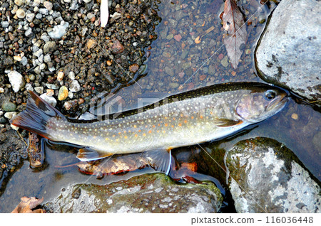 我釣到了一條鱒魚，所以我把它放在水流裡拍了一張照片。 116036448